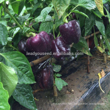 SP29 Ziyan mid-early maturity f1 hybrid purple sweet pepper seeds